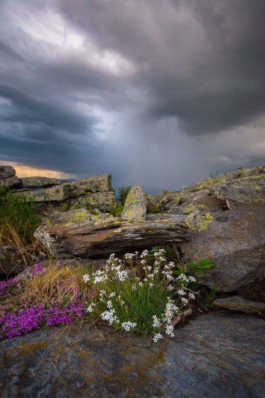 лето тучи гроза горы урал цветы камни Запах дождя фото превью