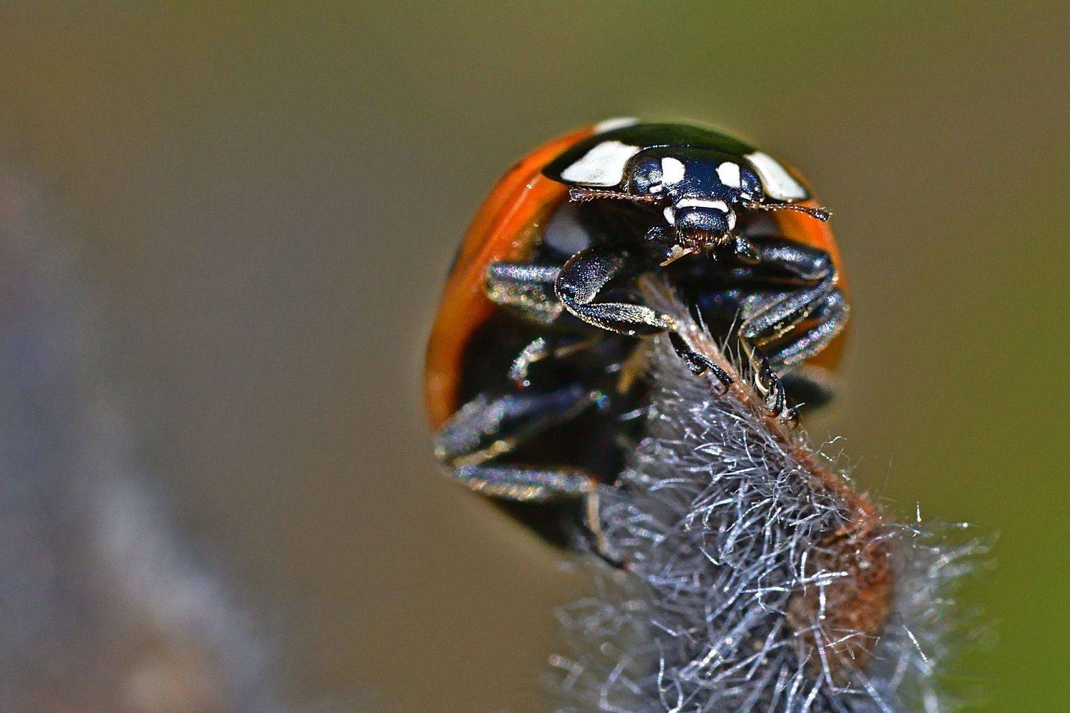 , Корнейчук Игорь