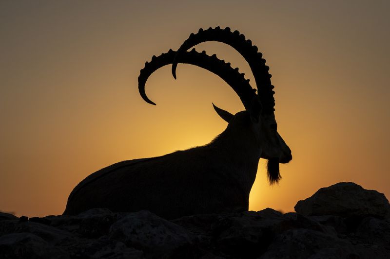 A king фото превью