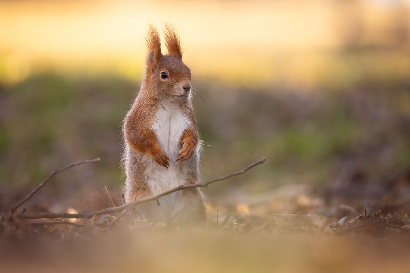 Squirrel фото превью
