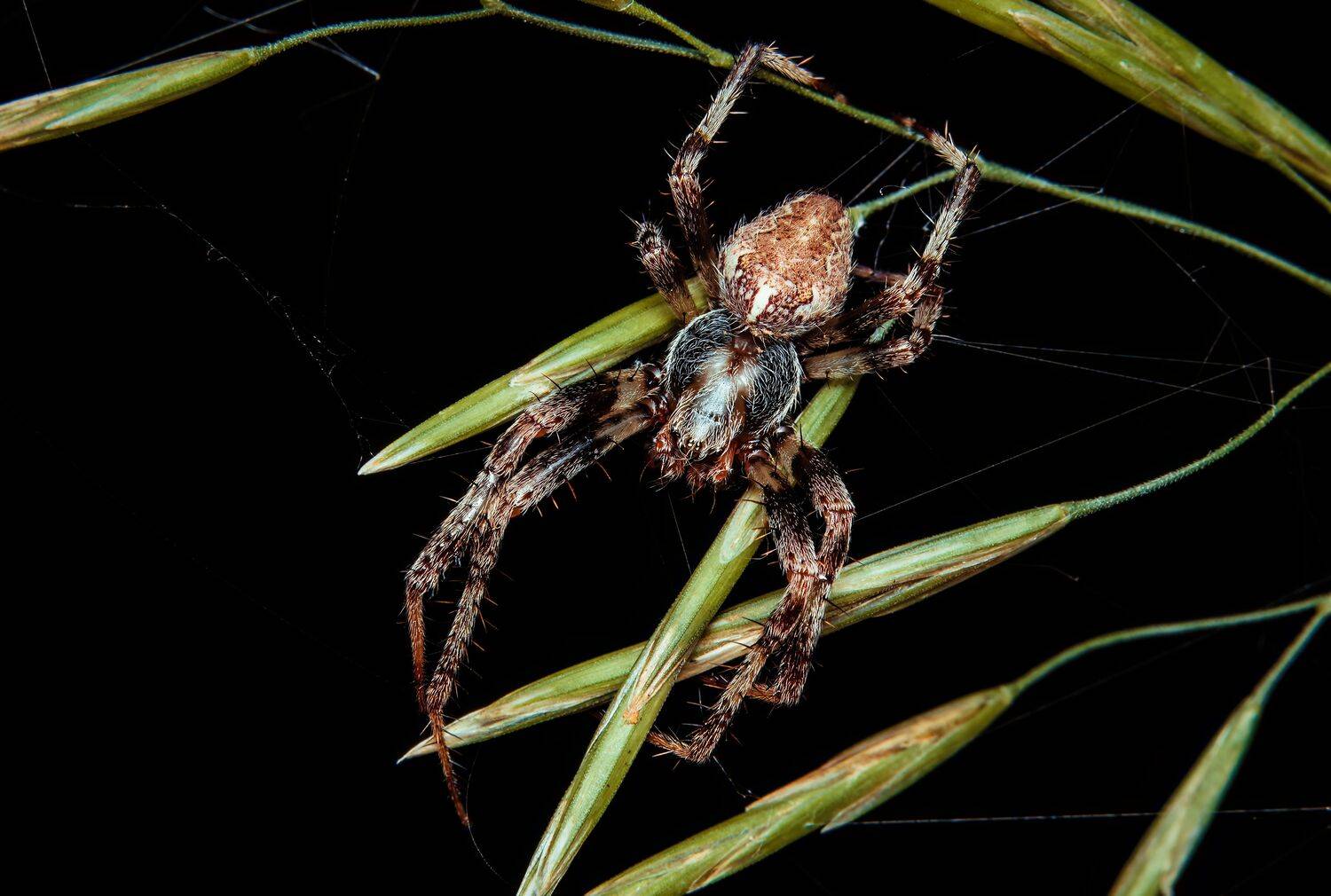 spider, spiderlovers, spiderphoto, macrophotography, macrophoto, nature, arachnid, arachnology, hunter, Stephane