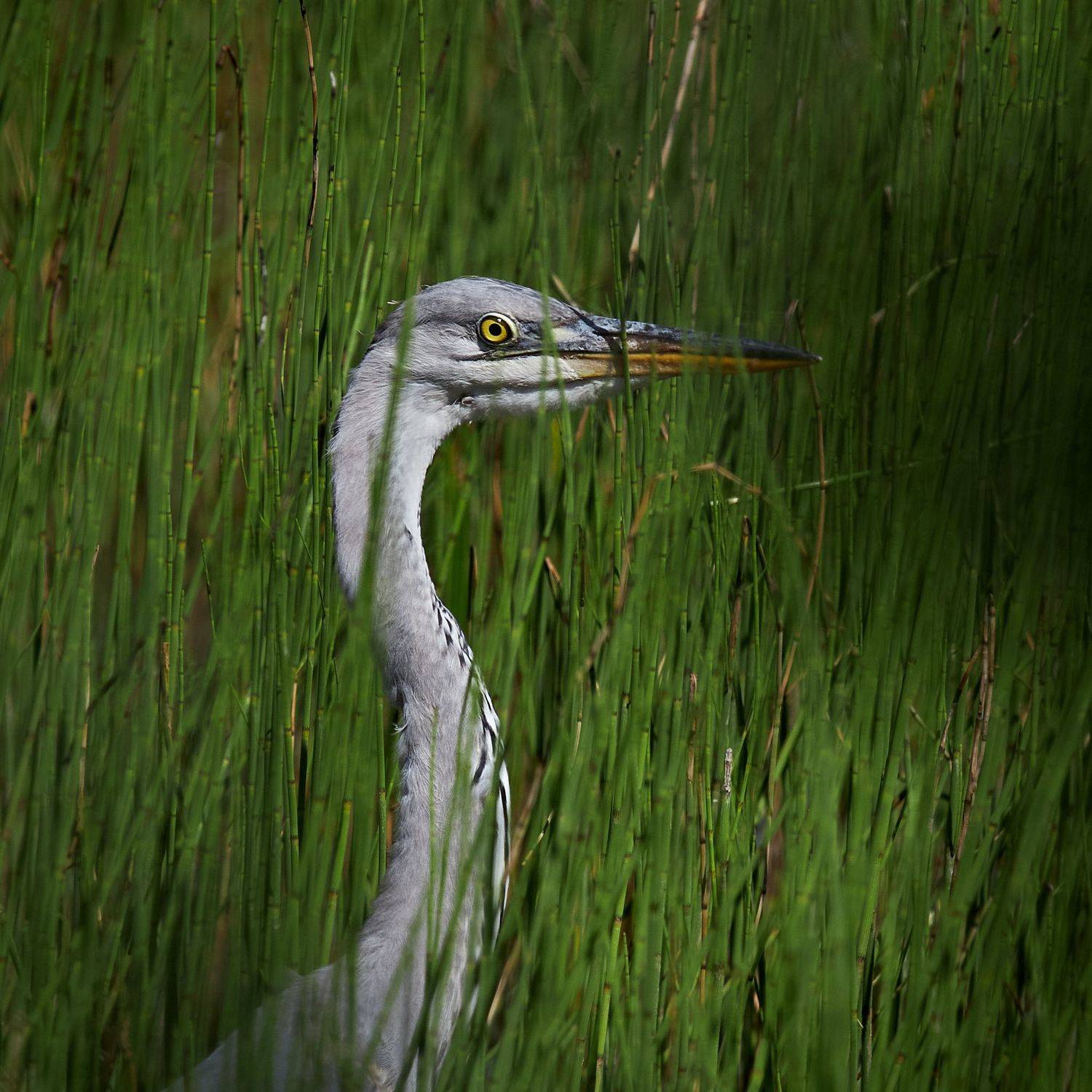 цапля серая затаилась в траве, Mikhail Khmelevskiy