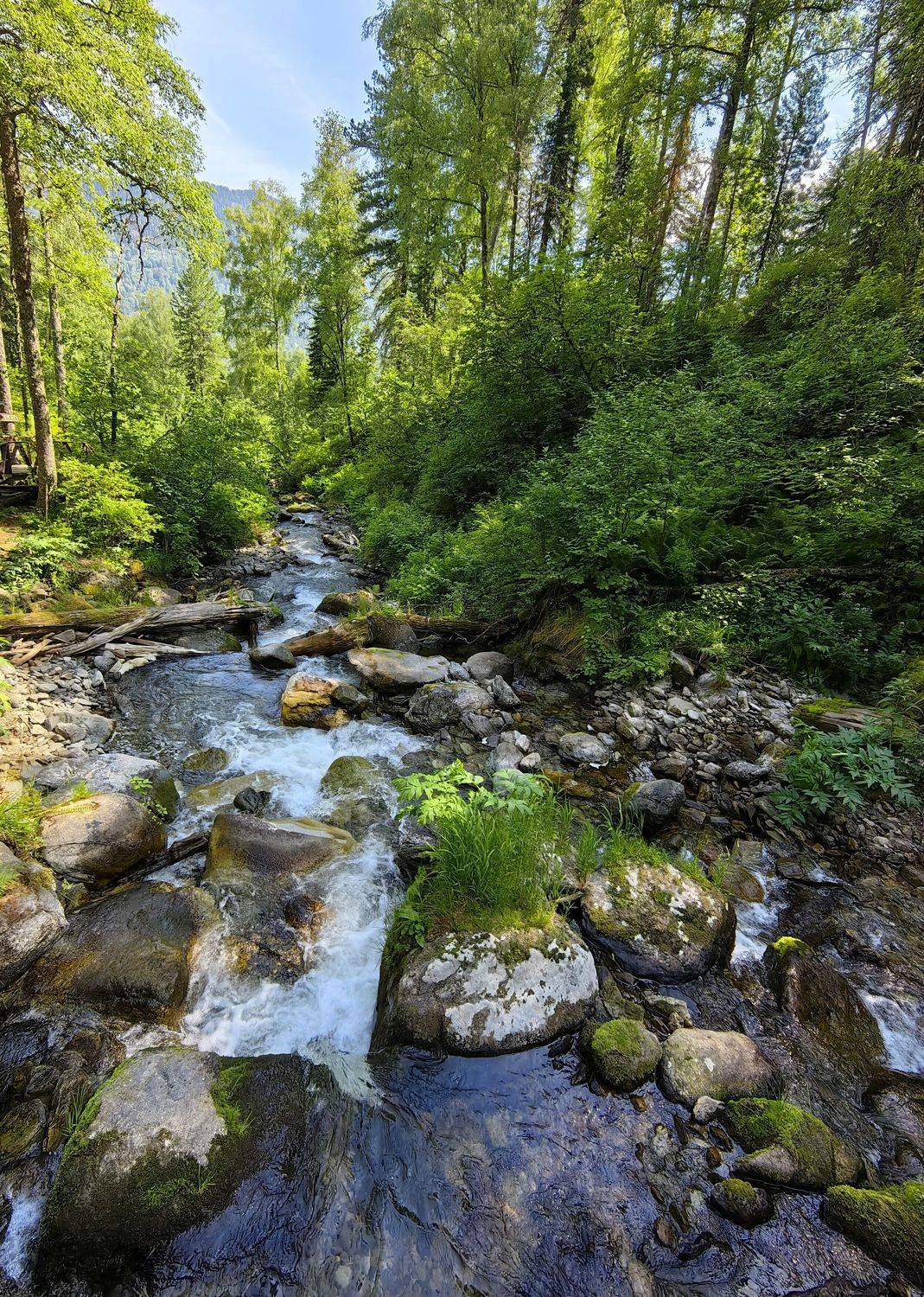 природа,алтай,ручей,лето,деревья, Козлова Галина