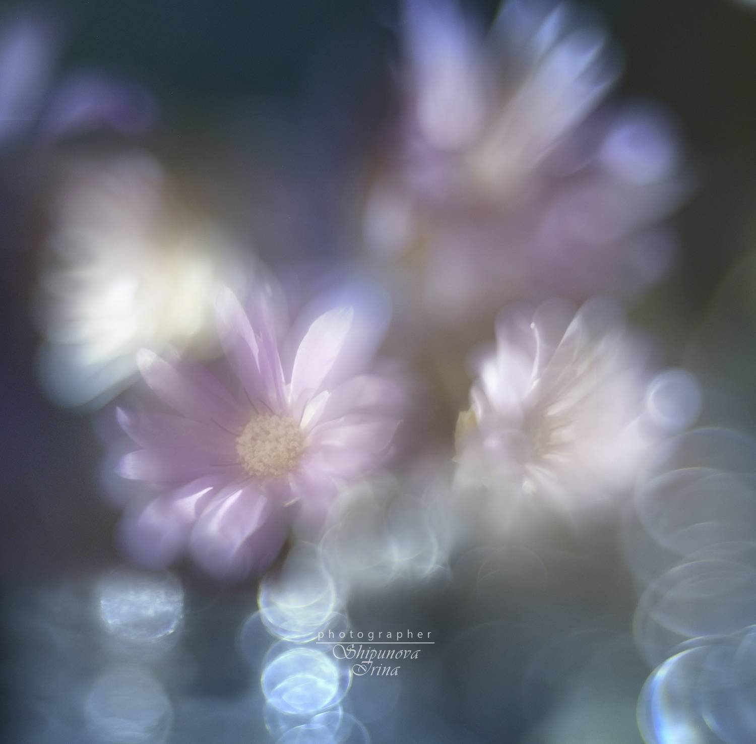 мануальная оптика, юпитер8, боке, бессмертник, артфото, Ирина Шипунова