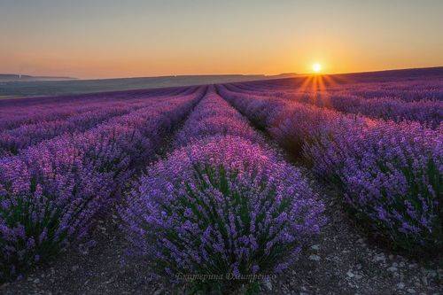 Рассвет в поле лаванды