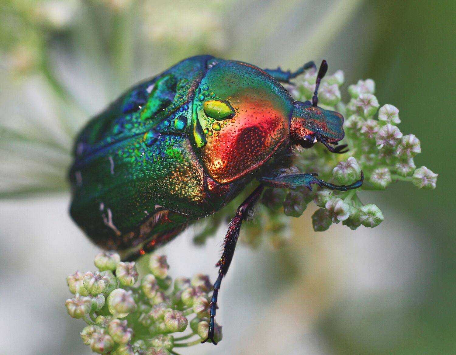 жук, лето , цветы, Александр Свистков