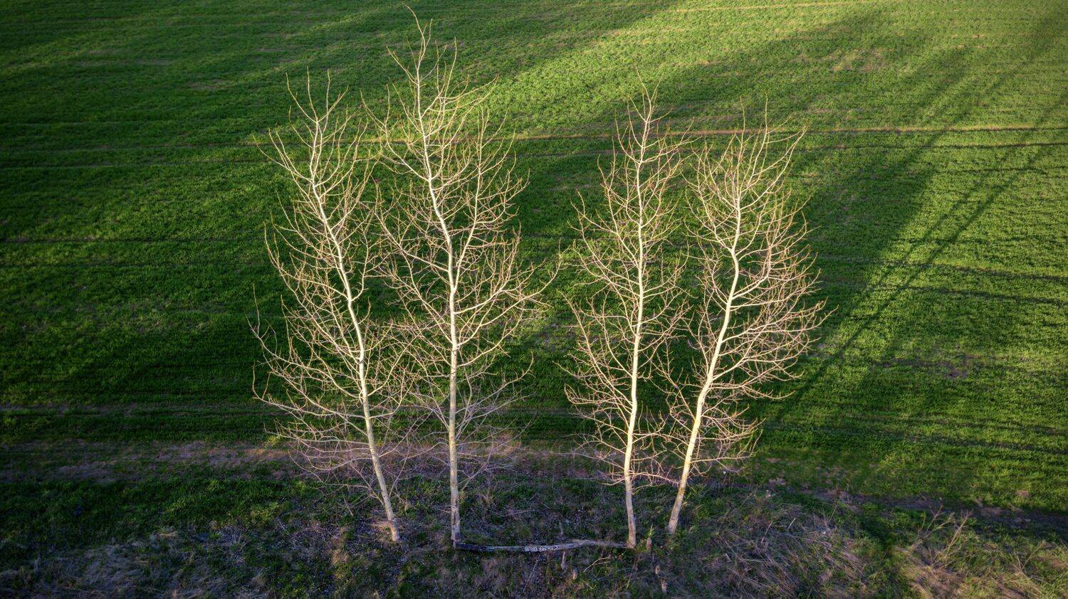 , Сергей Фаренюк