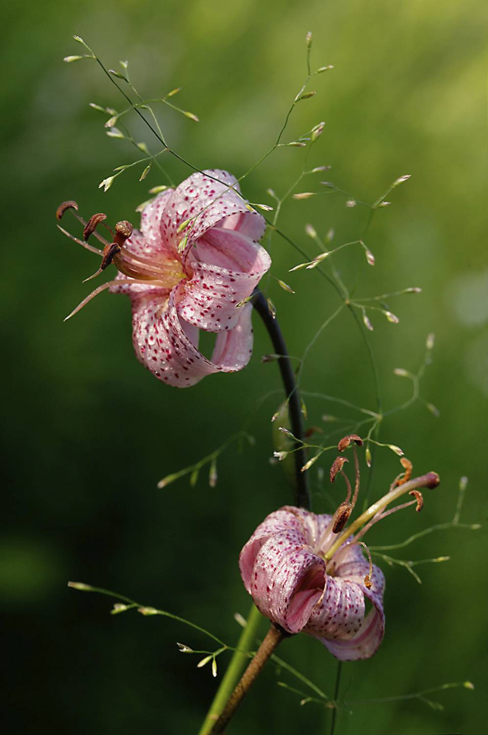 , Алексей Хахлов