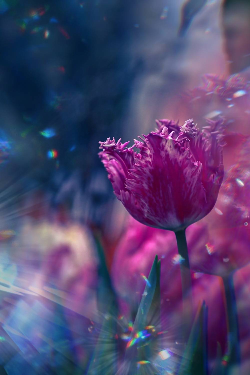 макро, macro, цветы, flower, весна, spring, тюльпан, Julia Kaissa