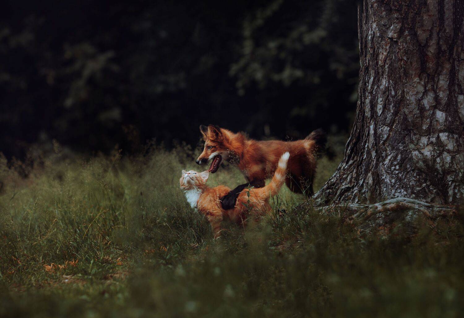 лиса, кот, природа, сказка, Anna Yarkova