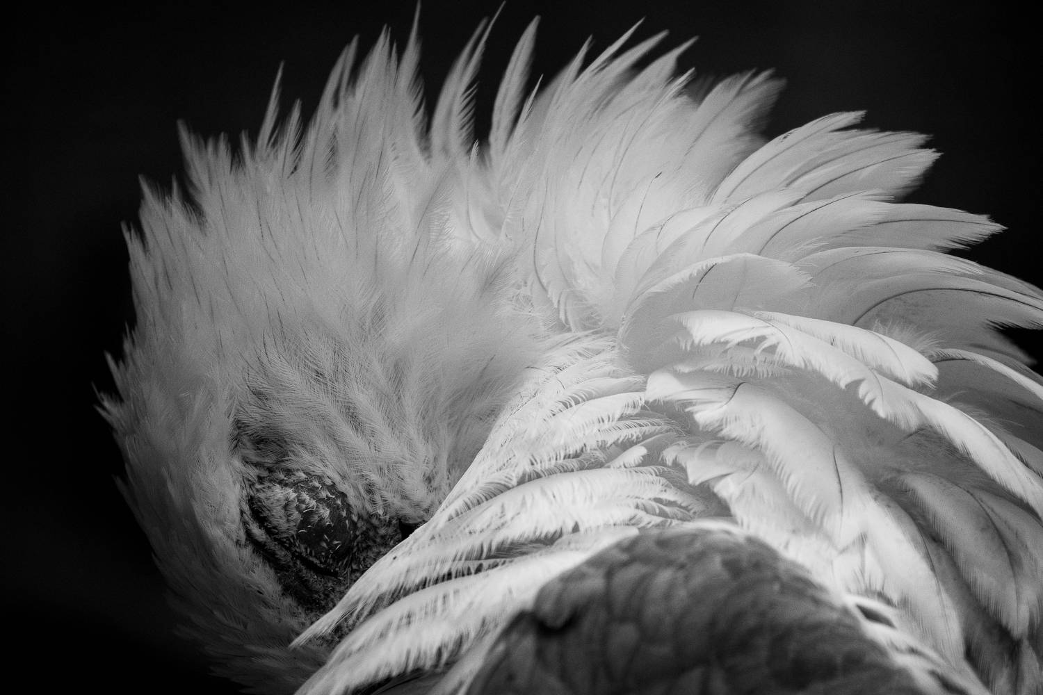 srilanka ahamedjazif bird photography ,  Ahamed Jazif