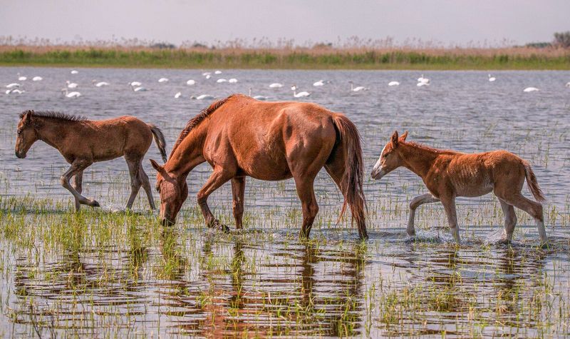 у села  камышово СЧАСТЛИВОЕ  ДЕТСТВО фото превью