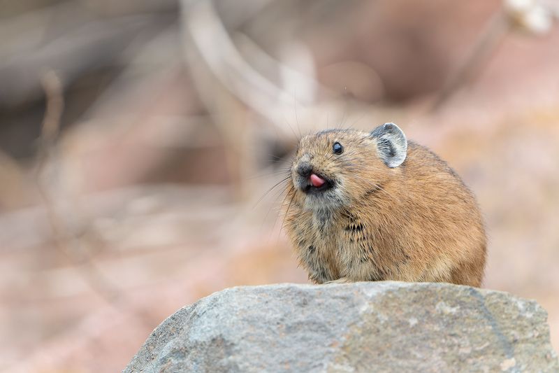 пищуха, сибирь, ochotona Пищуха фото превью