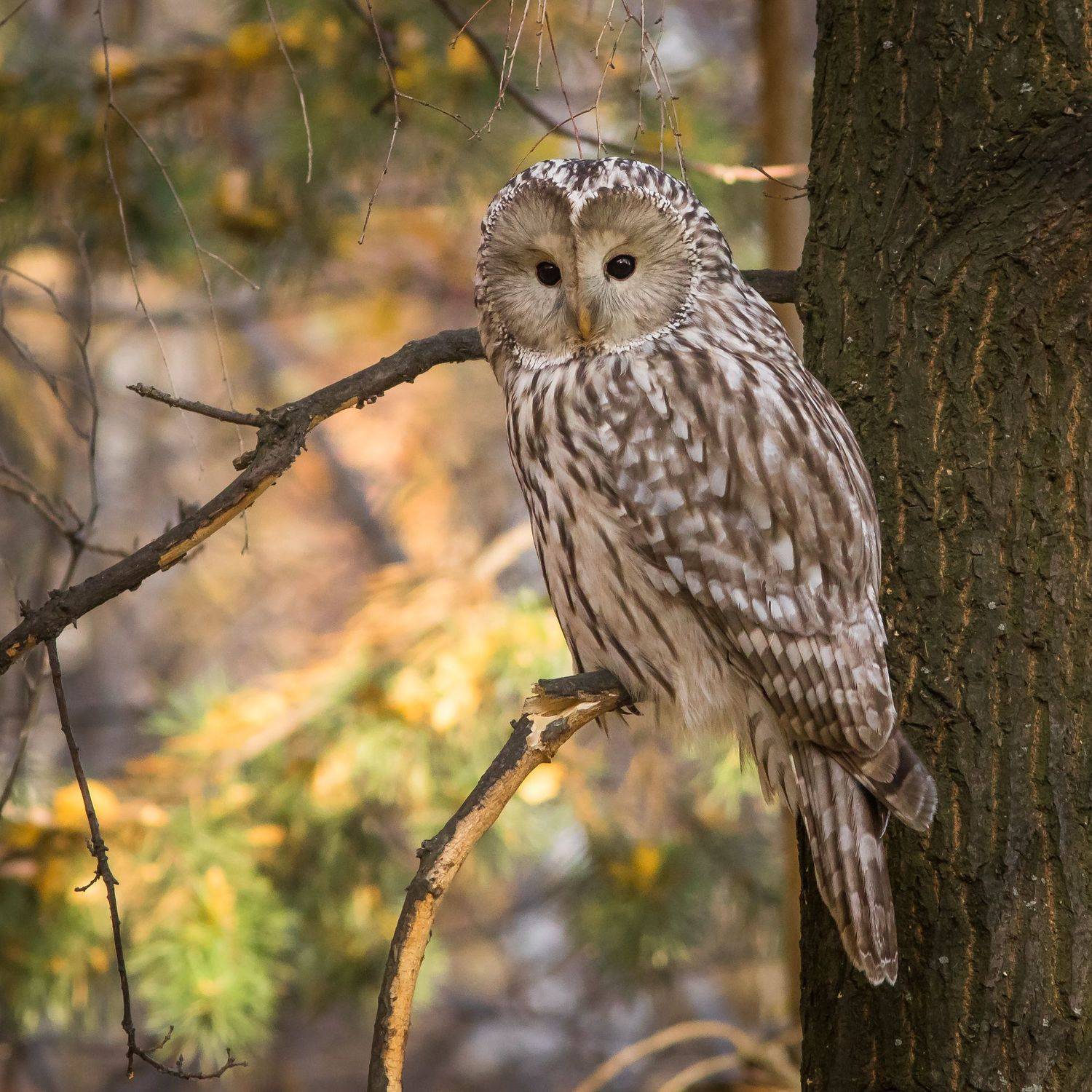 длиннохвостая неясыть, Суслов Дмитрий