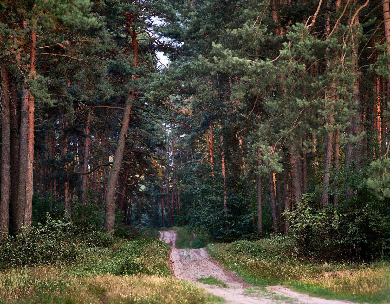, Франгони Владимир
