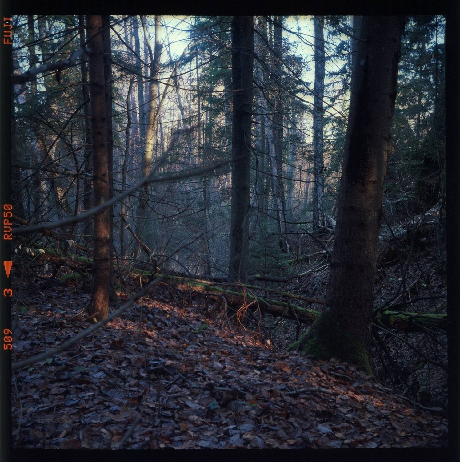 , Сизов Кирилл