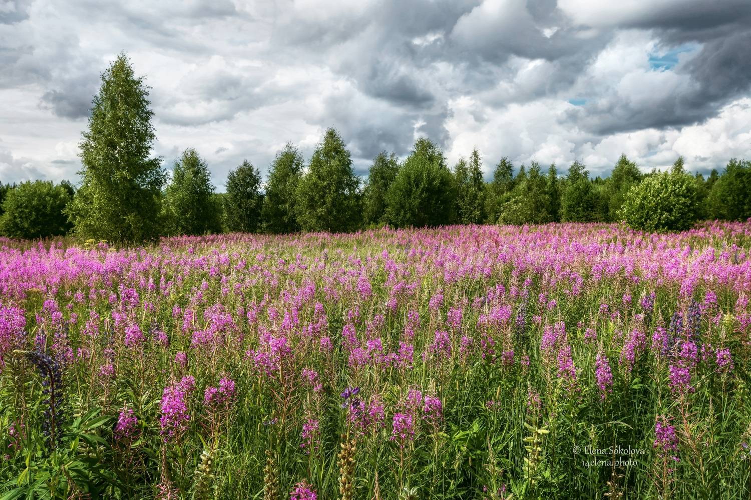 , Соколова Елена