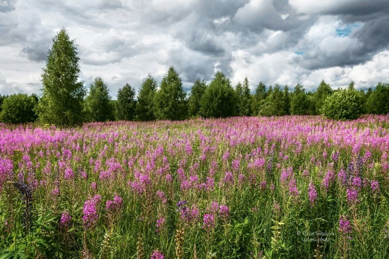 Цветочный луг фото превью