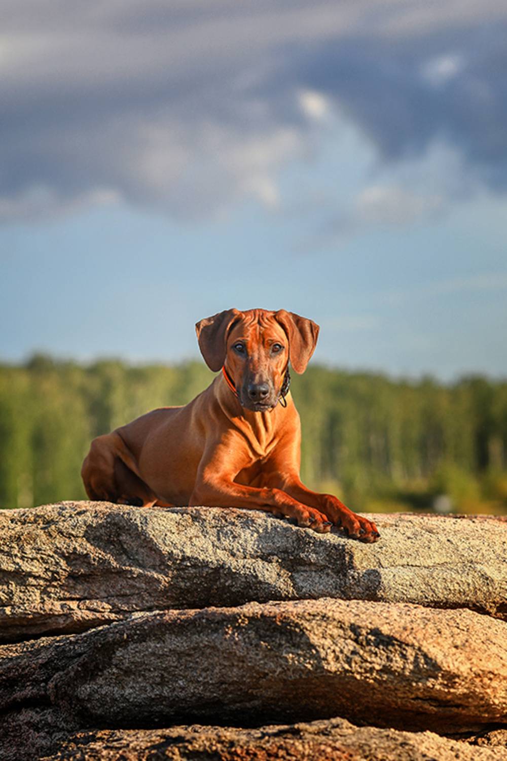 , Андрей Ершов