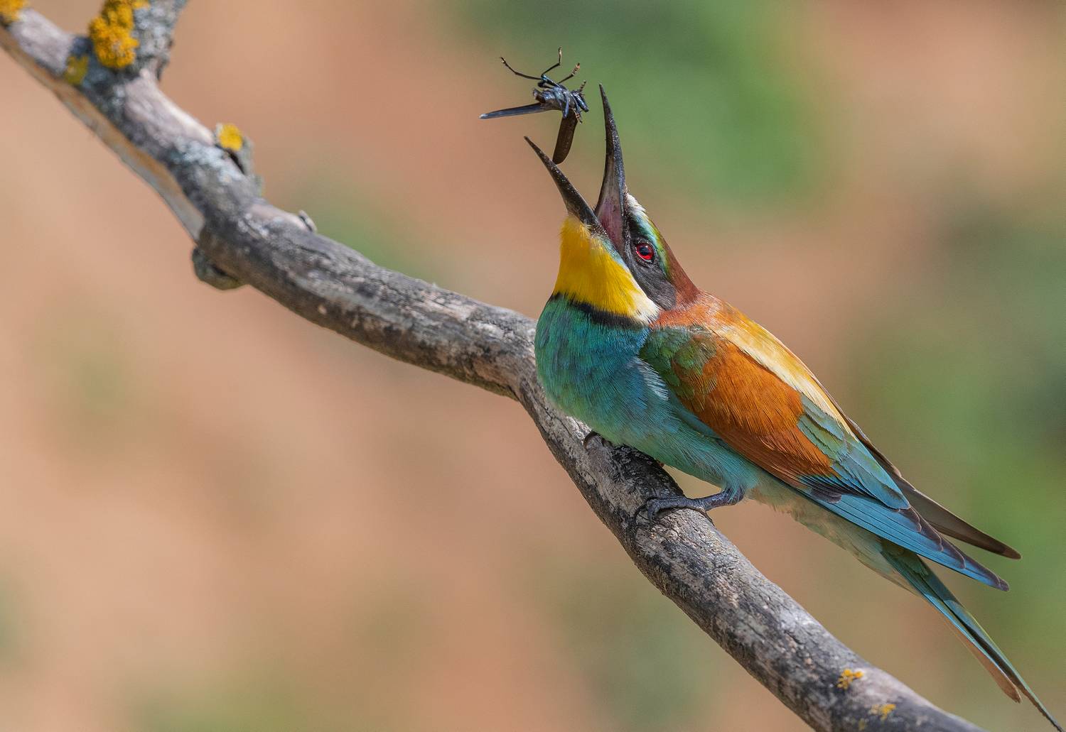 птицы, щурки, фотоохота, природа, весна, лето, Сигушин Руслан