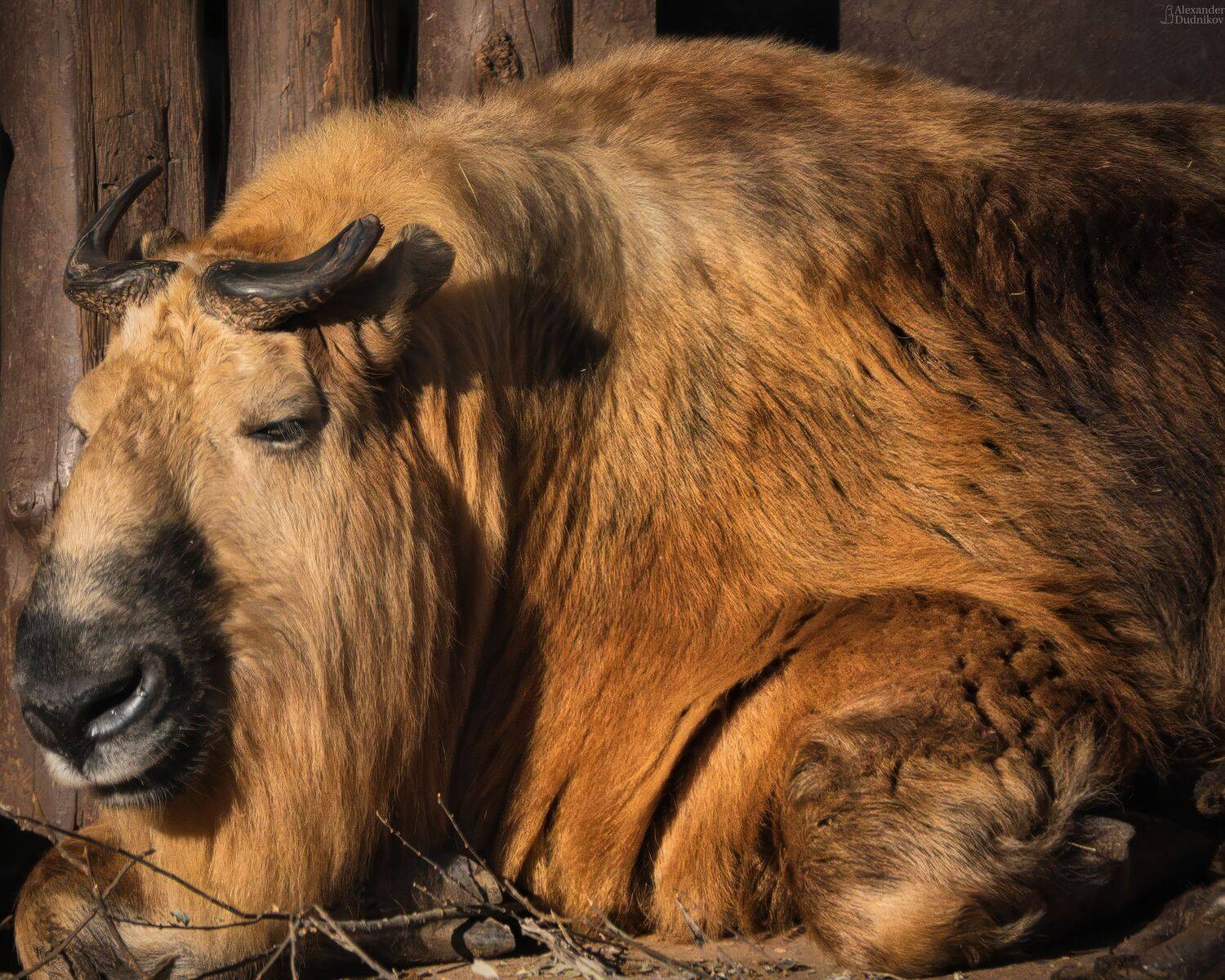 животные, млекопитающие, портрет животного, такин, animals, takin, mammals, animal portrait, Дудников Александр
