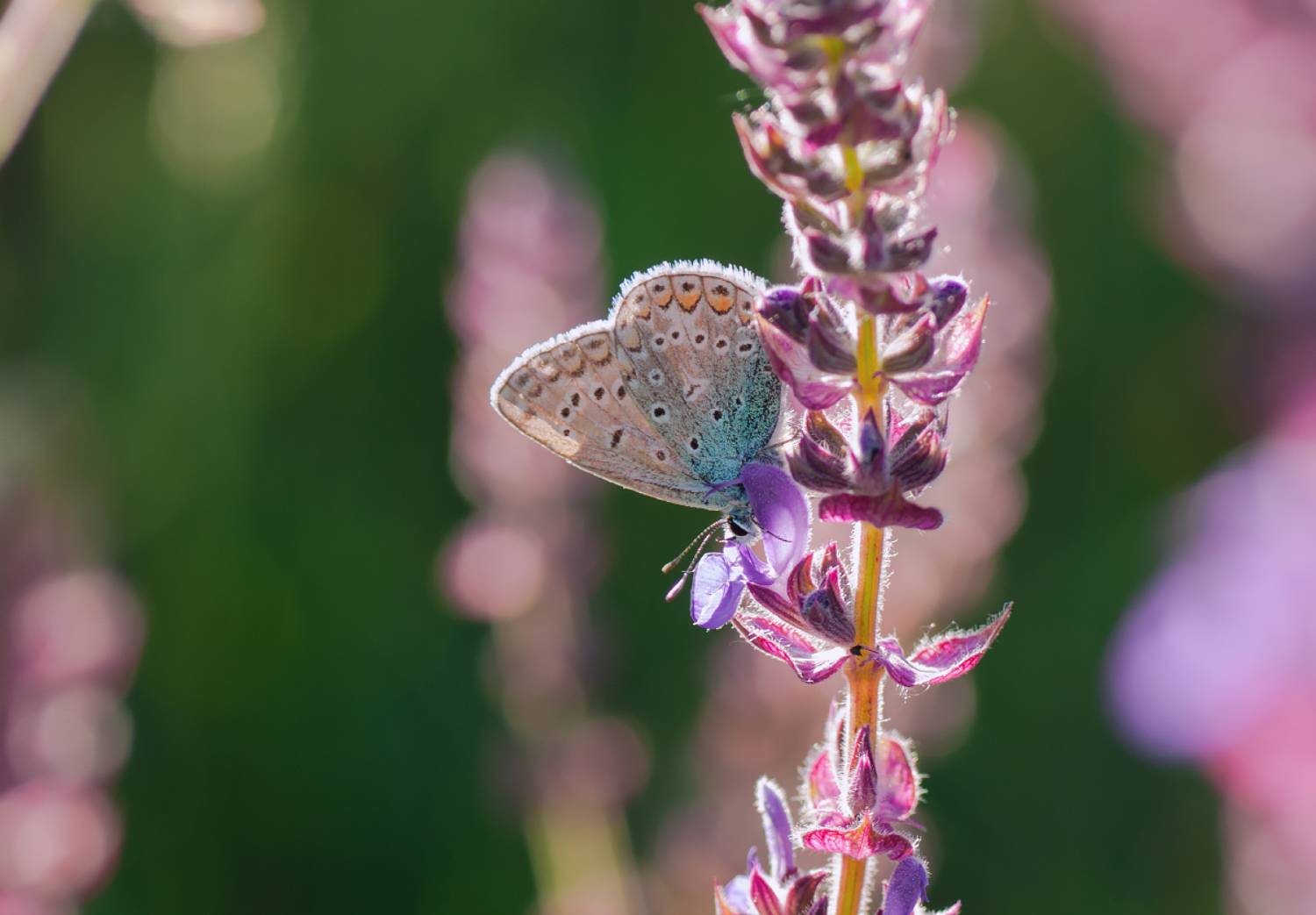 , Елизарова Елена