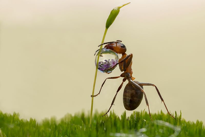 муравьиные истории, муравей, капелька Тяжелая капля фото превью
