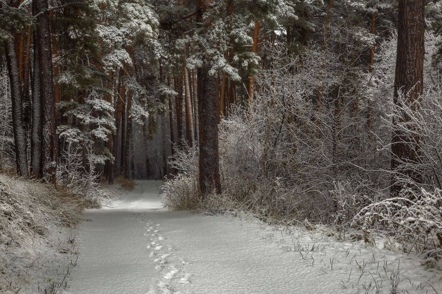 , Алексей Хахлов