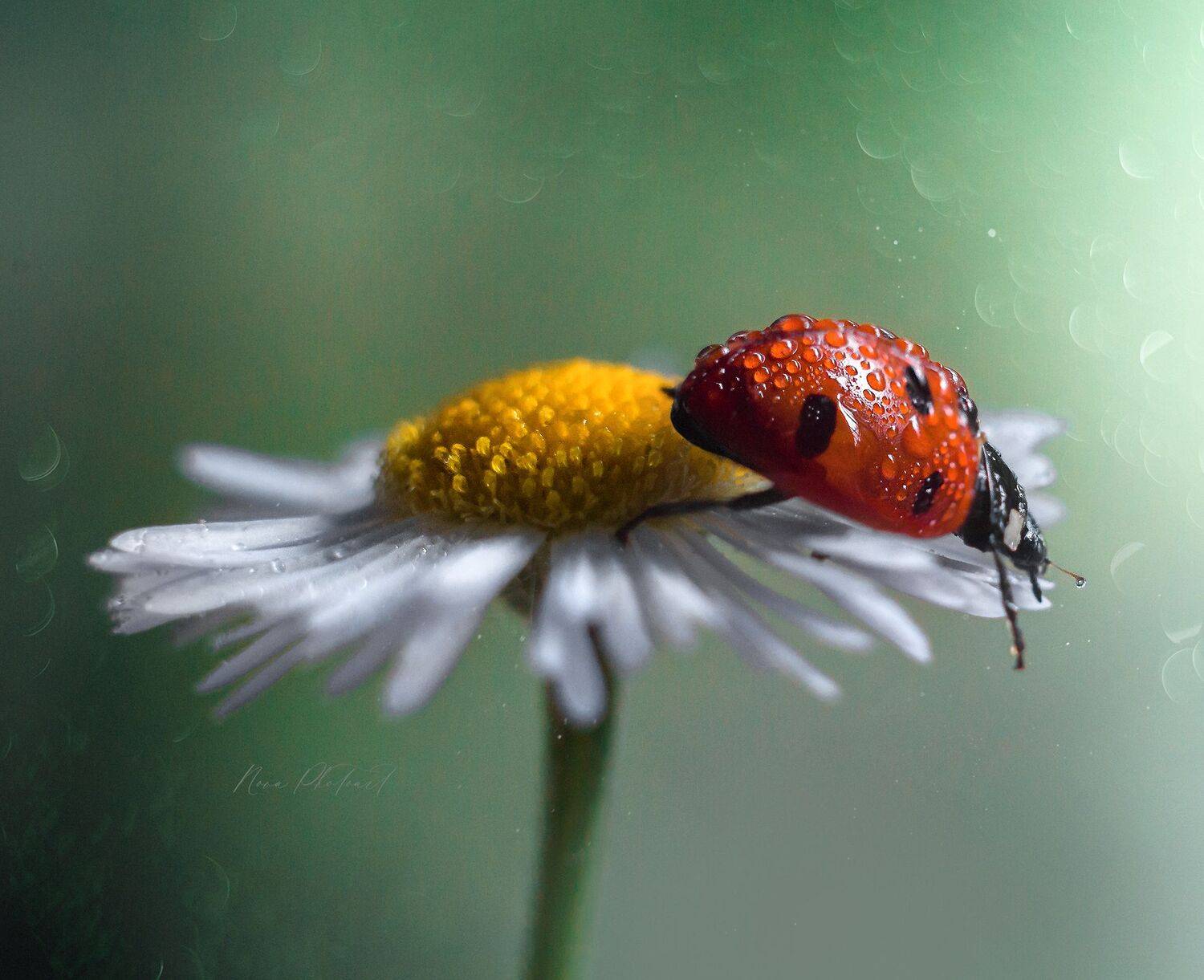 макро, макрофотография, божьякоровка, макросъёмка, Svetlana Smirnova