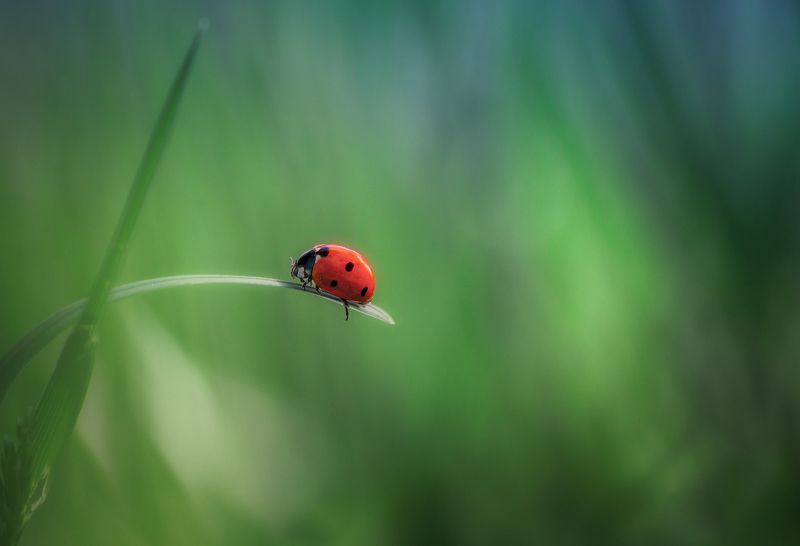 Зелёная трава и её хозяйка... фото превью
