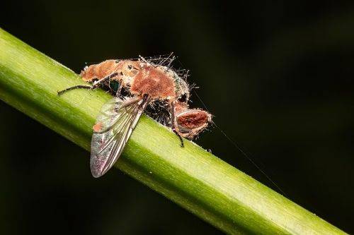 A fungus turns flies into zombies: