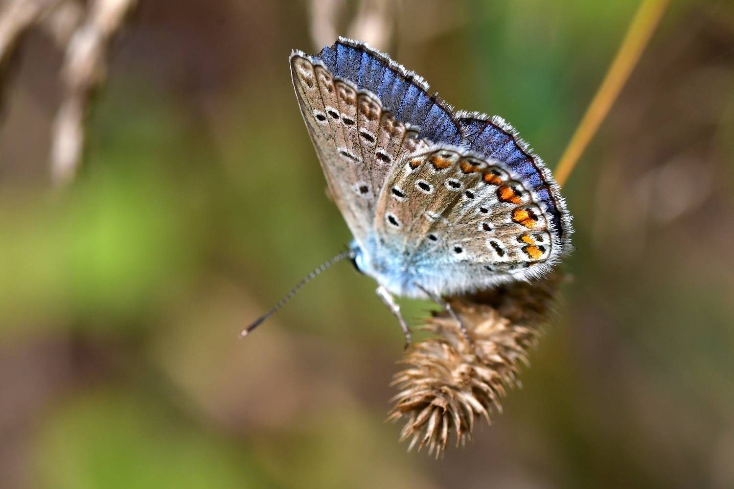 , Корнейчук Игорь