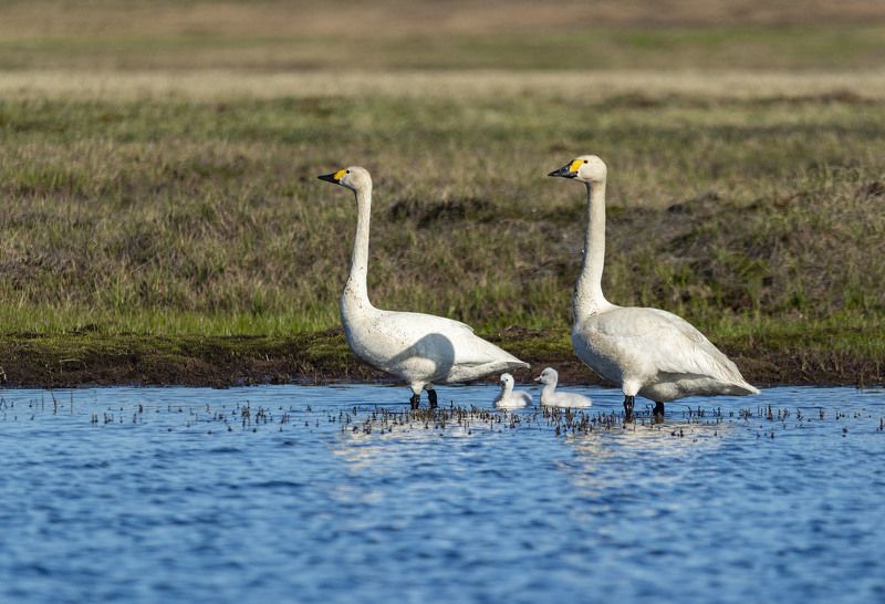 чукотка, арктика, тундра, лебедь малый, лебедь тундровый, семья лебедей, птенцы .... Семья.... фото превью