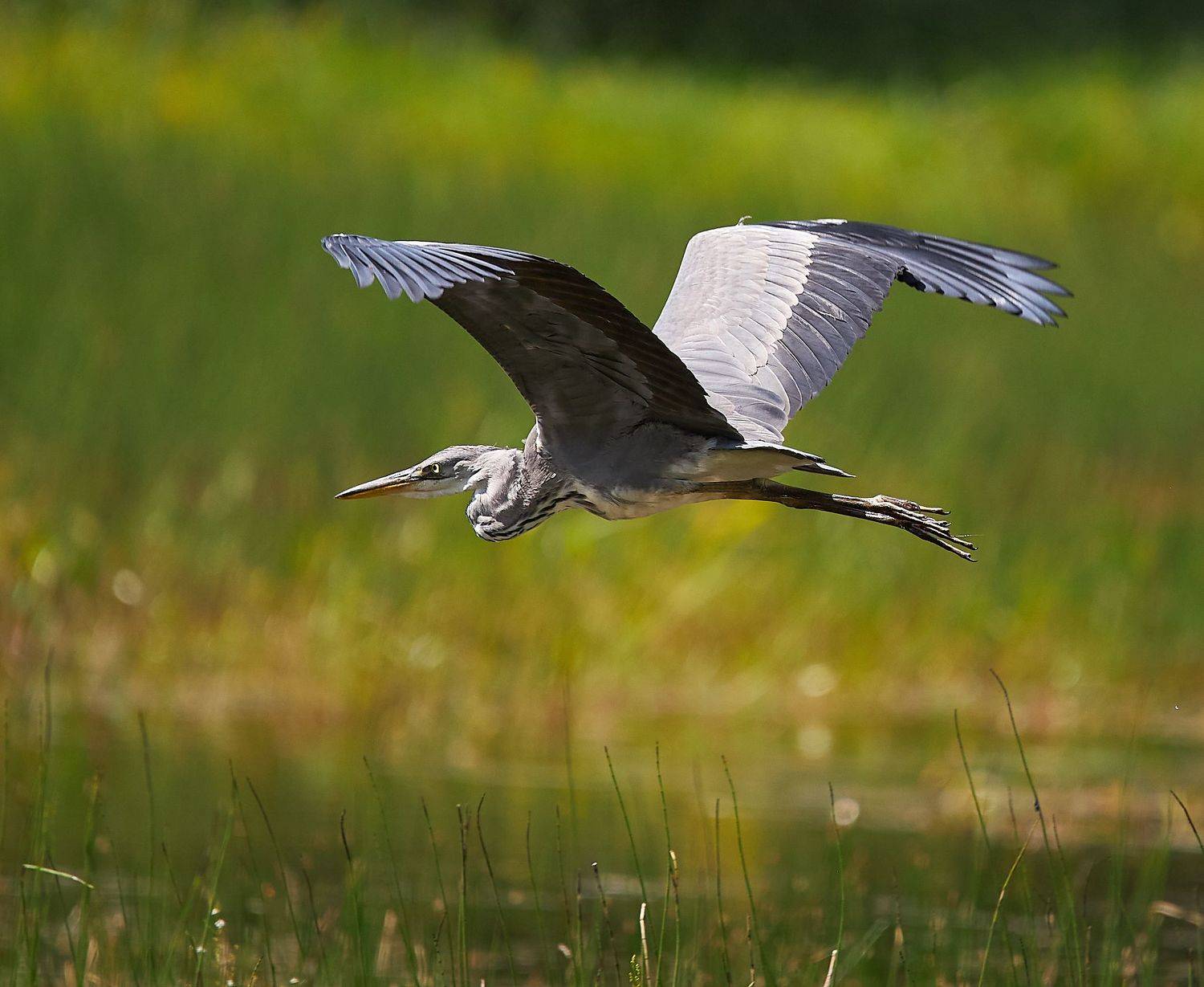 серая цапля в полете птица летит, Mikhail Khmelevskiy