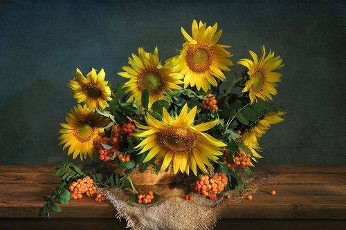 Подсолнухи и рябина