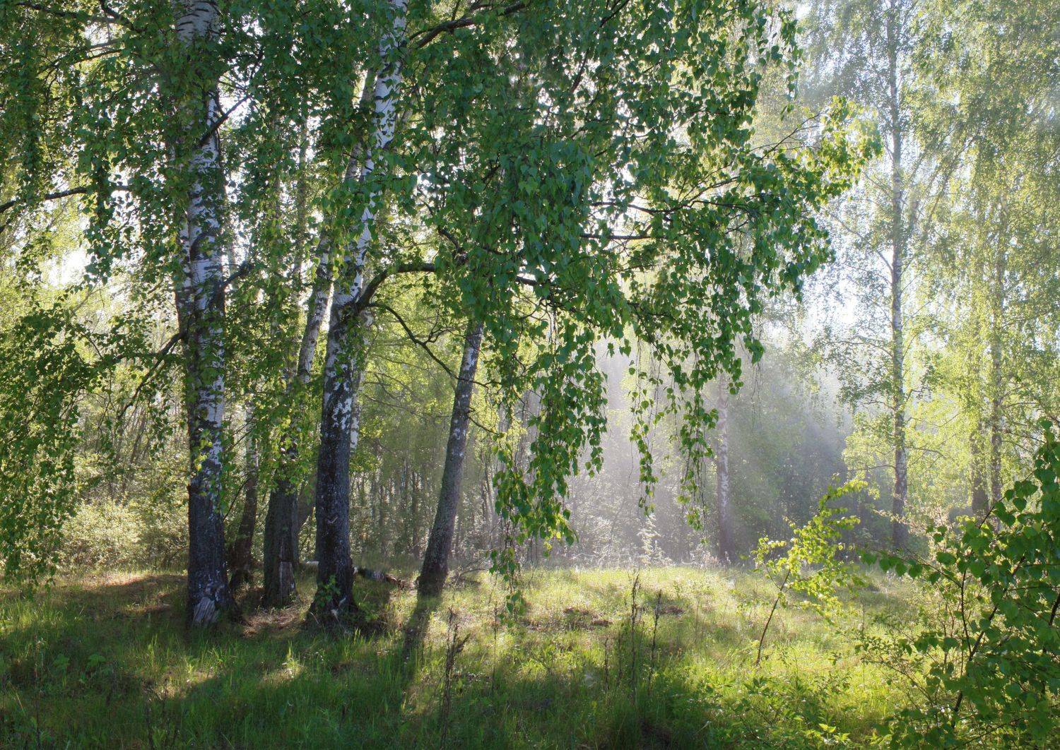 лето, утро, лес, Александр Свистков