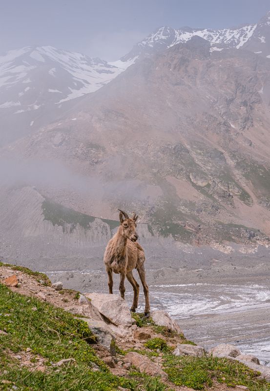 центральный кавказ, кабардино-балкария, безенги, ледник, угловые стоянки, туры, июль Ну здравствуй, фотограф! фото превью