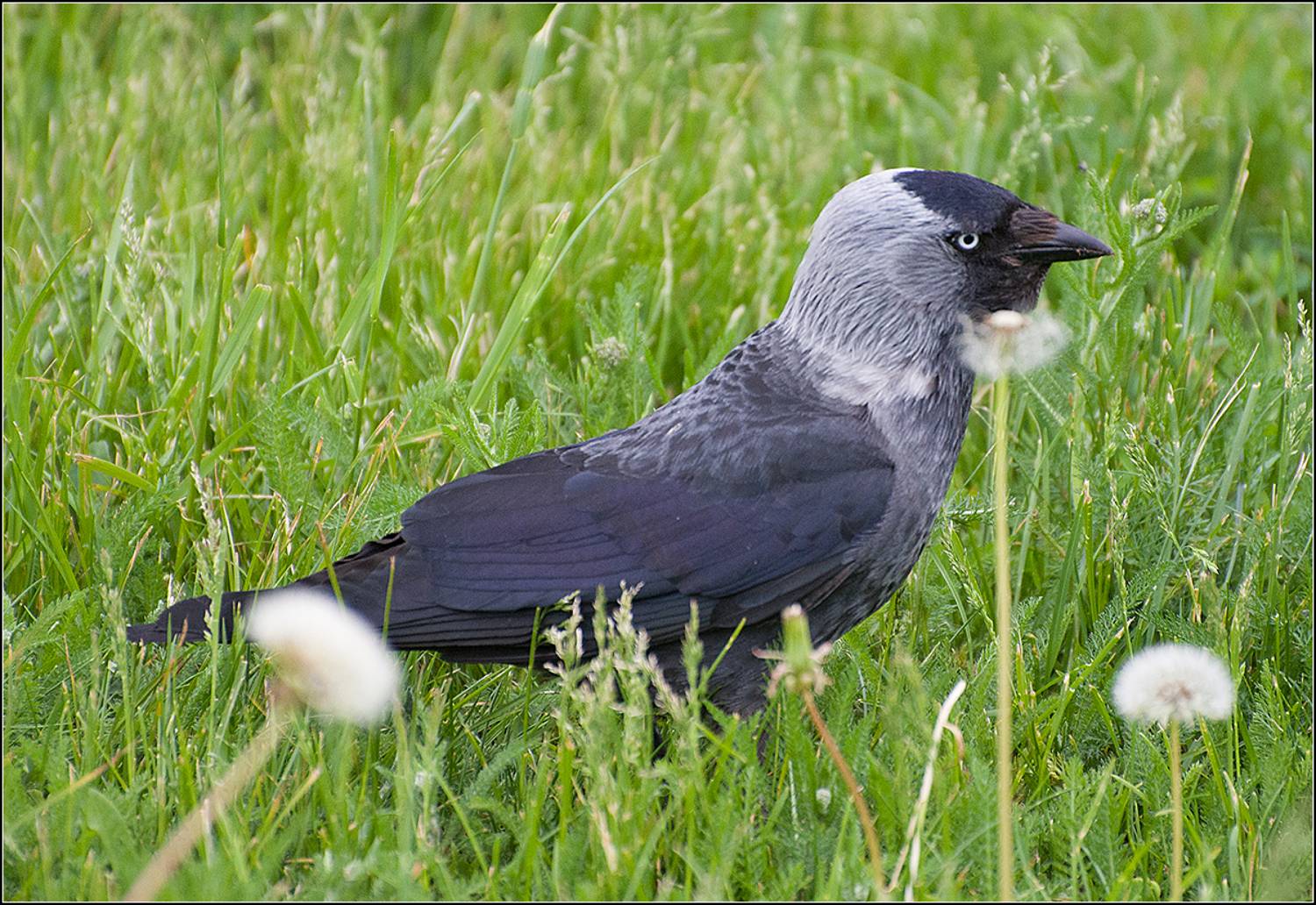 москва, лето, парк, птица, АНАТОЛИЙ ДОВЫДЕНКО