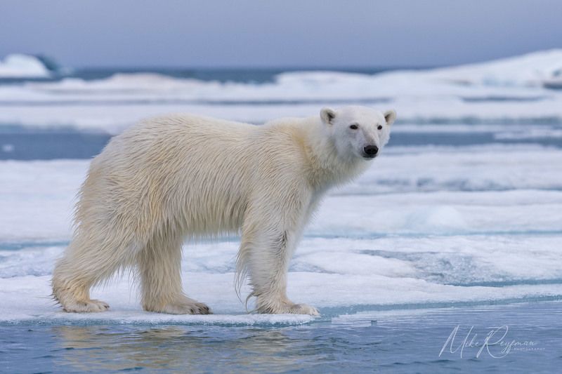 svalbard, spitsbergen, arctic, polar bear, walrus, photography, expedition Using Various Focal Lengths in Arctic Wildlife and landscape Photography фото превью