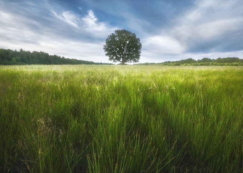 Дуб фото превью