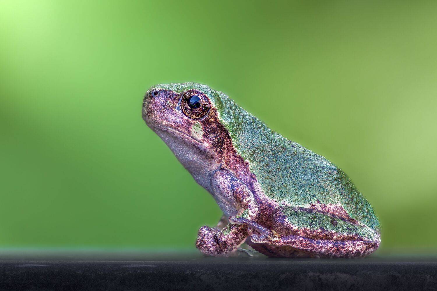 frog, reptile, flower, macro, sunrise, sunset, closeup,, Atul Saluja