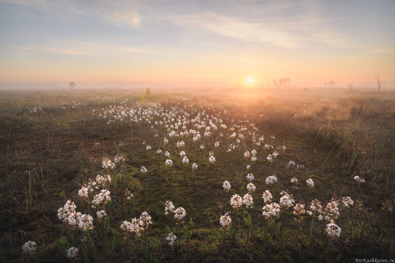 цветущее болото, вахта, ленобласть, ленинградская область, топь, болотные цветы, болотный туризм, тур на болото, Арсений Кашкаров