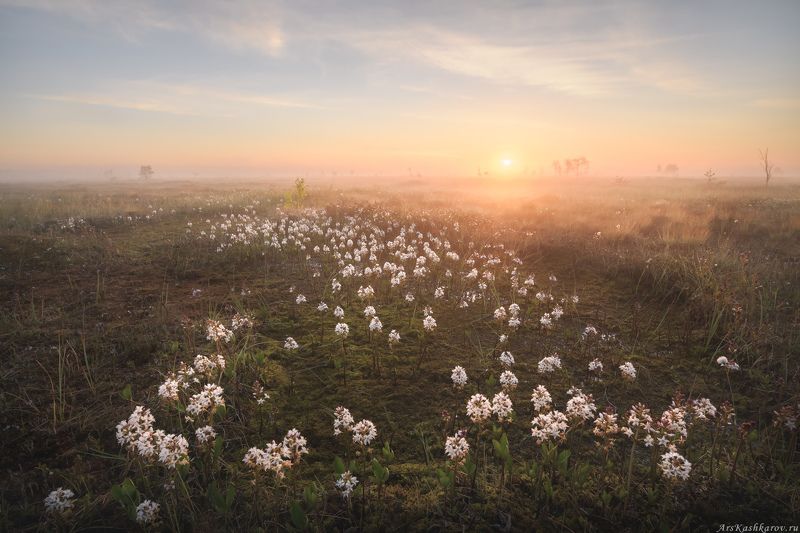 цветущее болото, вахта, ленобласть, ленинградская область, топь, болотные цветы, болотный туризм, тур на болото \