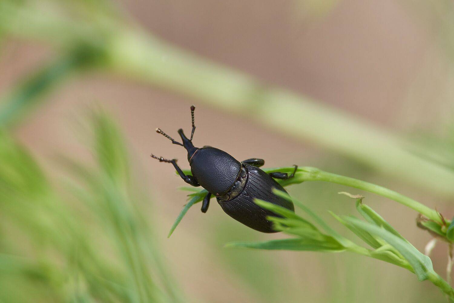 Scyphophorus yuccae, bug, bugs, volgograd, russia, wildlife, , Сторчилов Павел