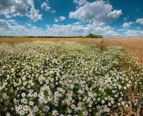Ромашки в пшеничном поле