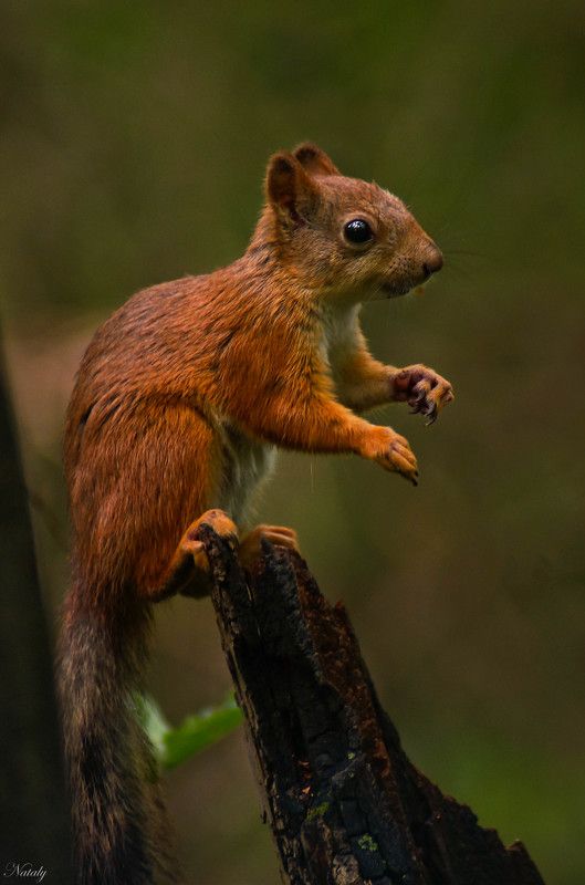 Малыш бельчонок) фото превью