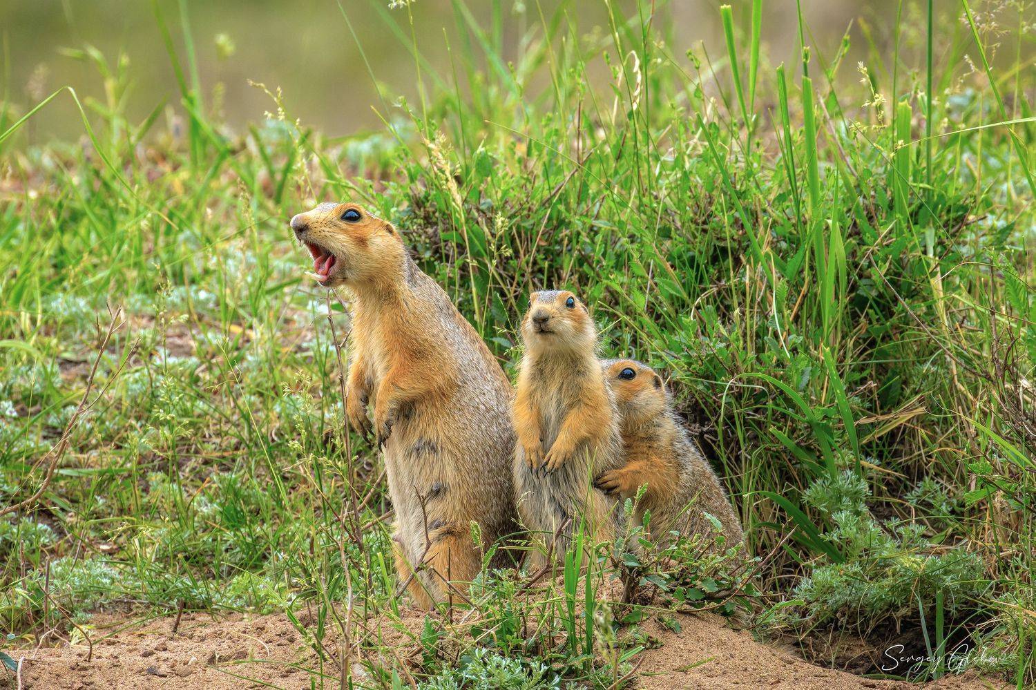 суслик, животные, грызуны, Сергей Глебов