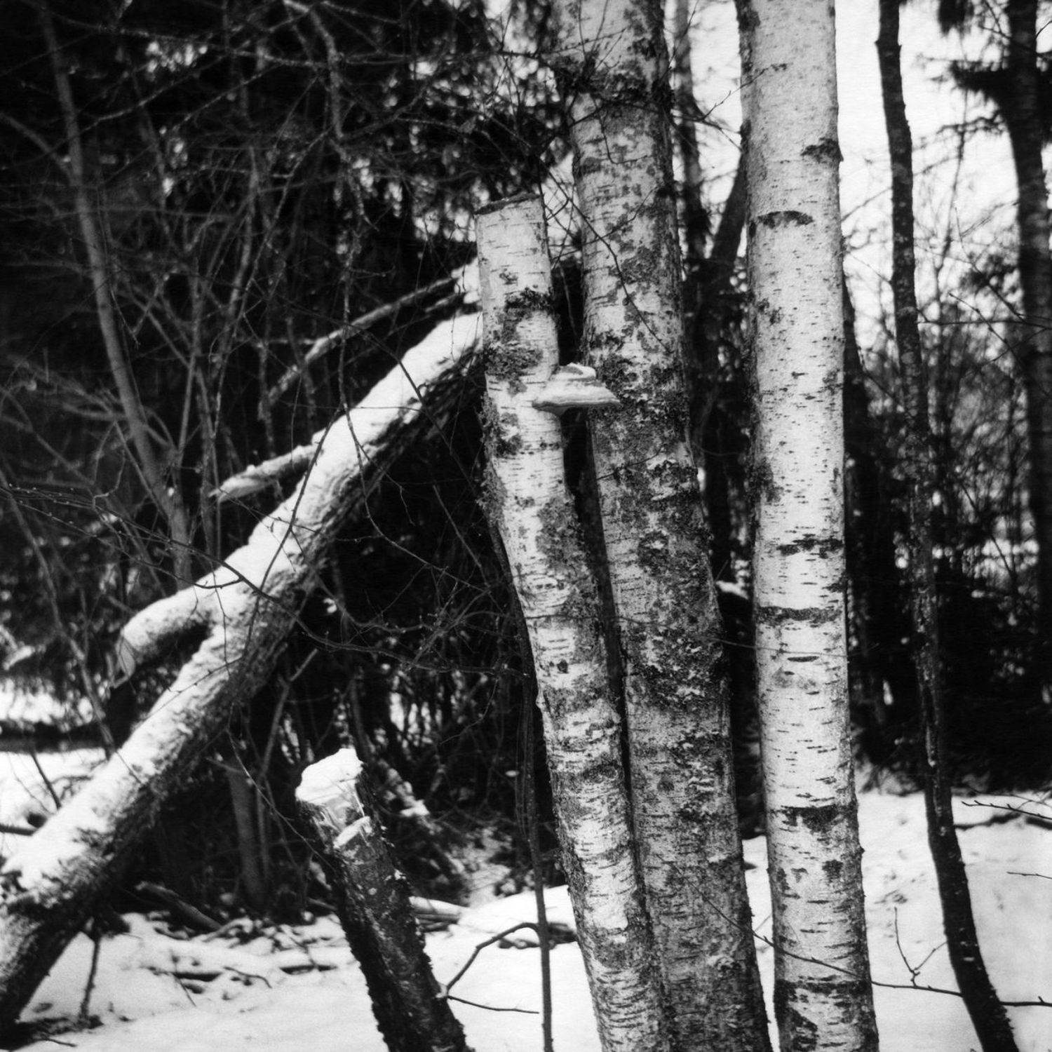 , Сизов Кирилл