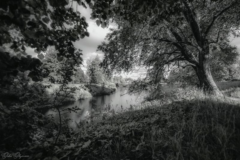 Под кроной... фото превью