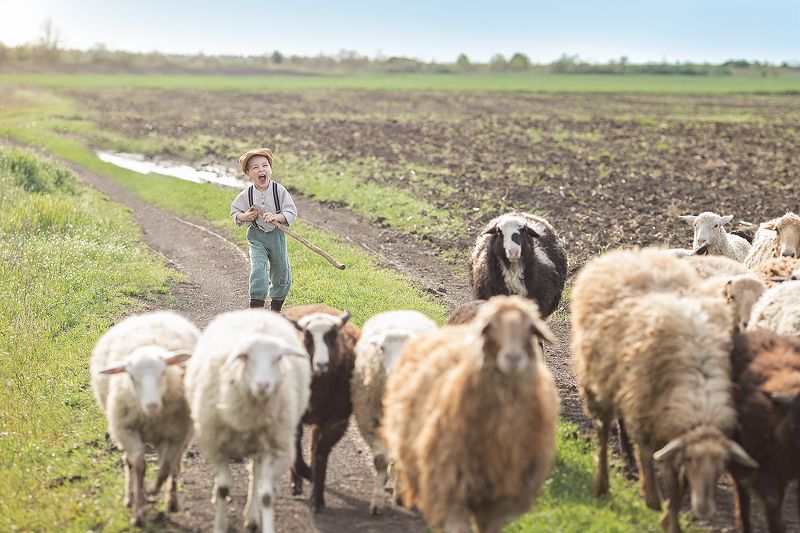 Пастух, детская фотосессия, стилизованная съёмка, фотосессия с животными, овечки, деревня, анапа, тематическая съемку, мальчик пастух Озорной пастушок фото превью